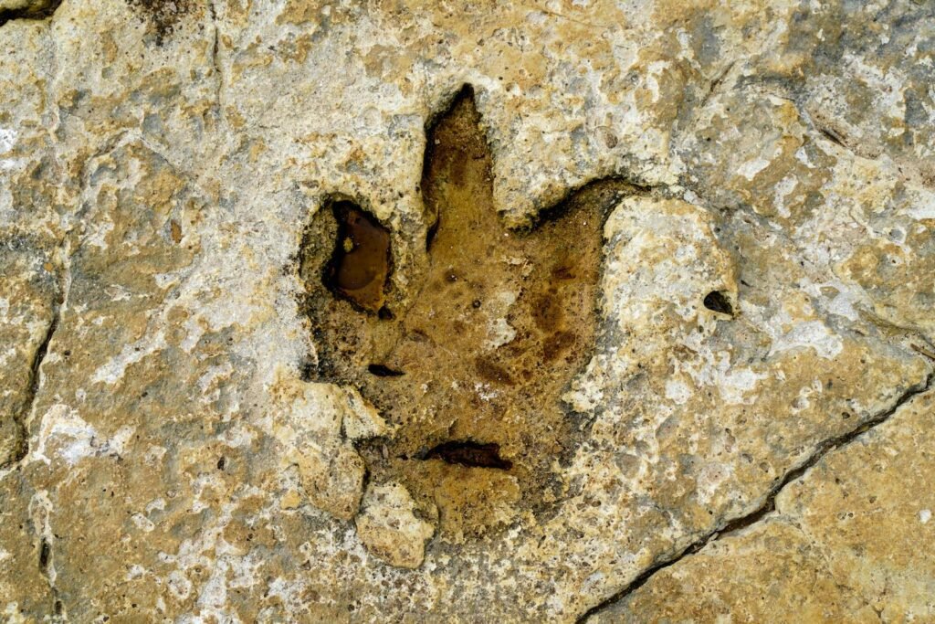 Close-up of a dinosaur footprint fossil on rocky terrain in Istria, Croatia, showcasing natural history and ancient life.