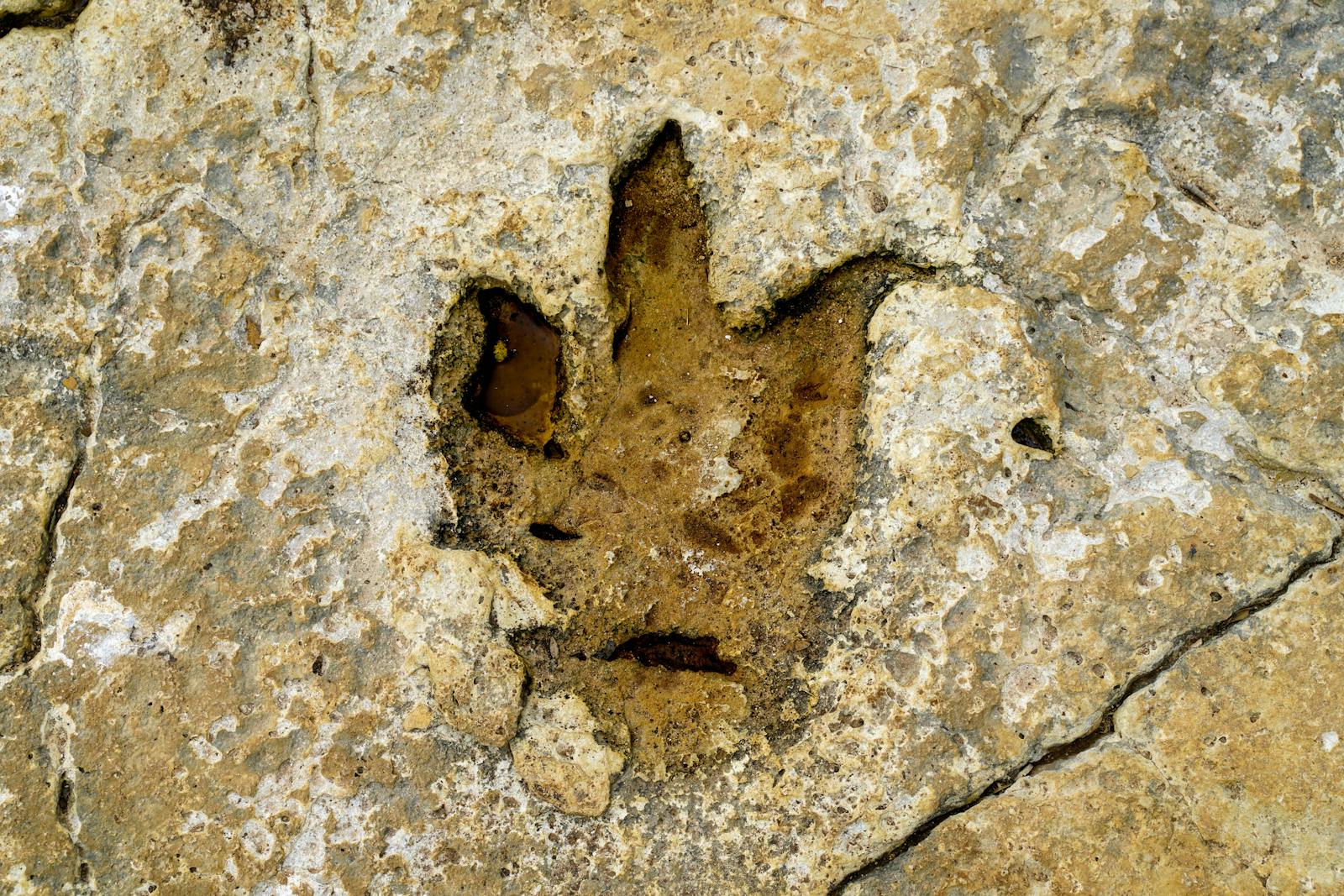 Footprints in Stone: What Ancient Tracks Can Teach Us