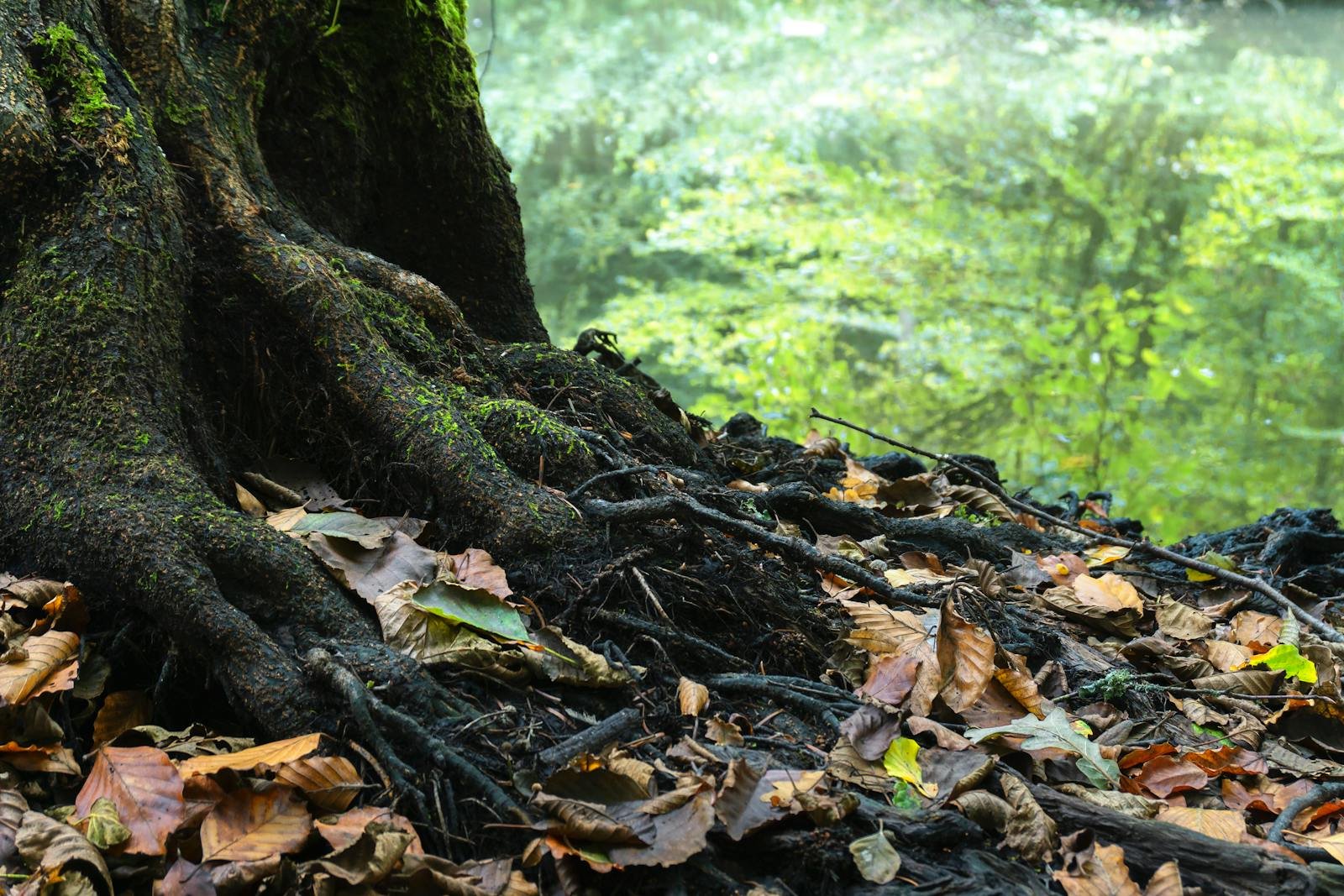 20% of Plants Have Mysterious Deep Roots — And They Might Store Carbon