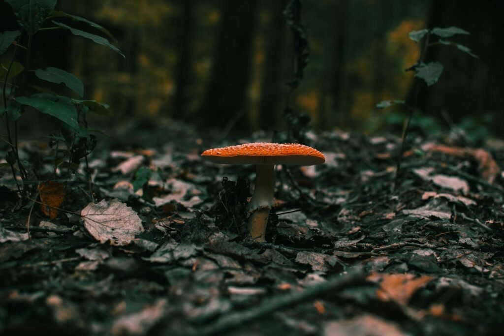 A vibrant red mushroom emerging from fall leaves in a dense forest setting.