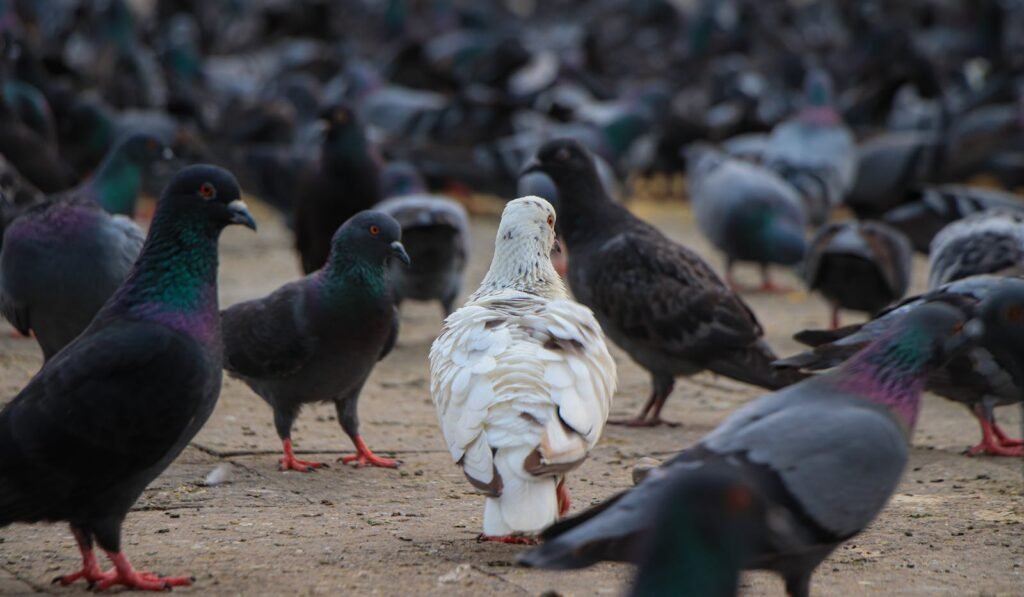 A large flock of pigeons on the ground with focus on a unique white pigeon standing out.