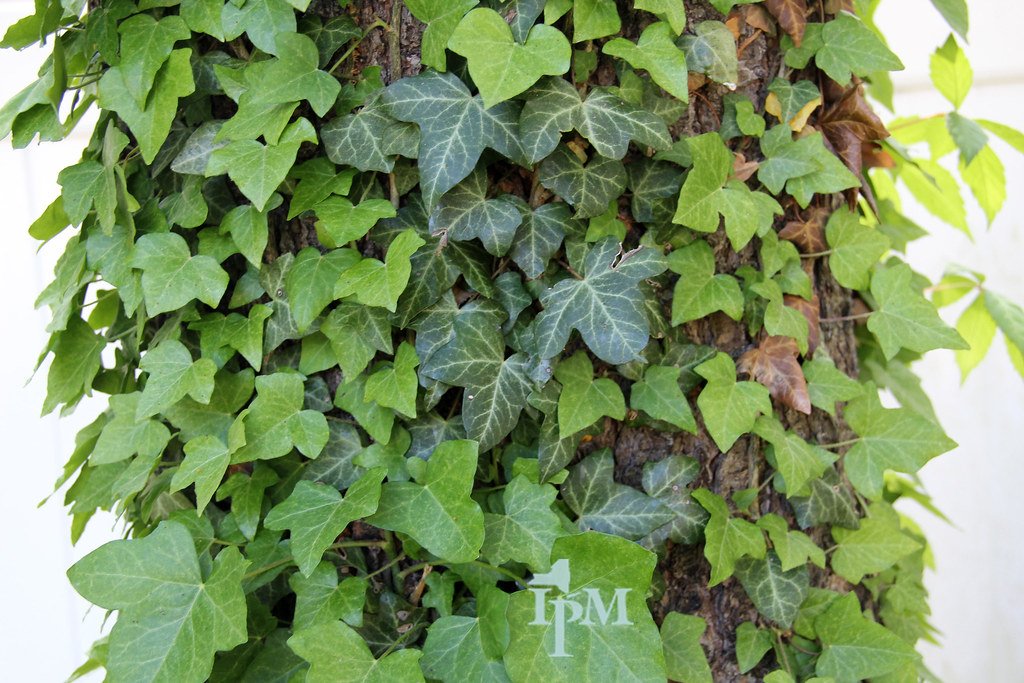 English ivy