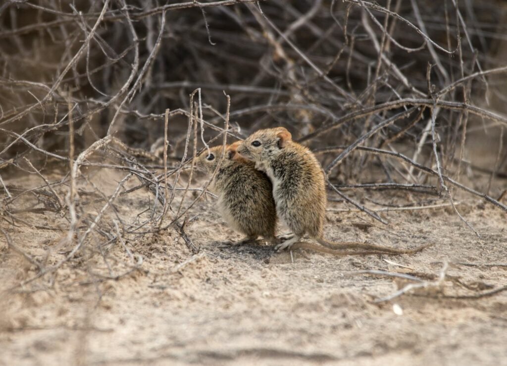 Adorable rodents snuggled together in a dry, natural habitat filled with twigs.