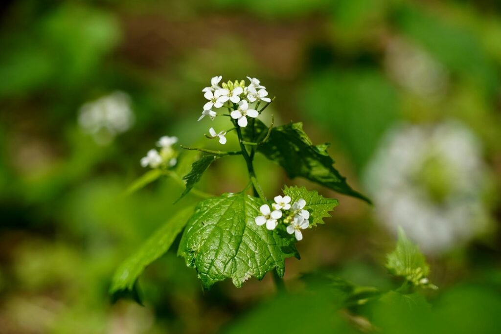 Delicate white flowers of garlic mustard bloom in natural sunlight.