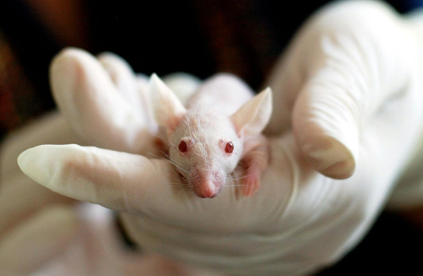 What If Cancer Drugs Were the Key to Aging Better? A 30% Boost in Mice Stuns Scientists
