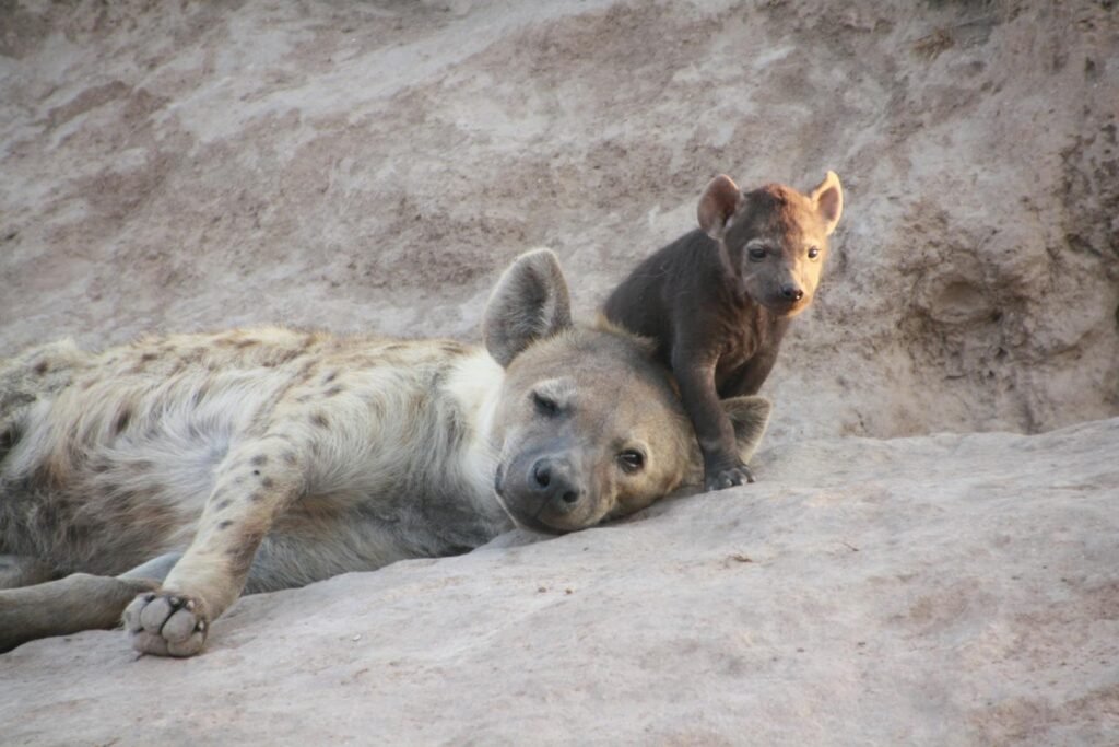 Heartwarming image of a mother hyena with cub resting on sandy ground.