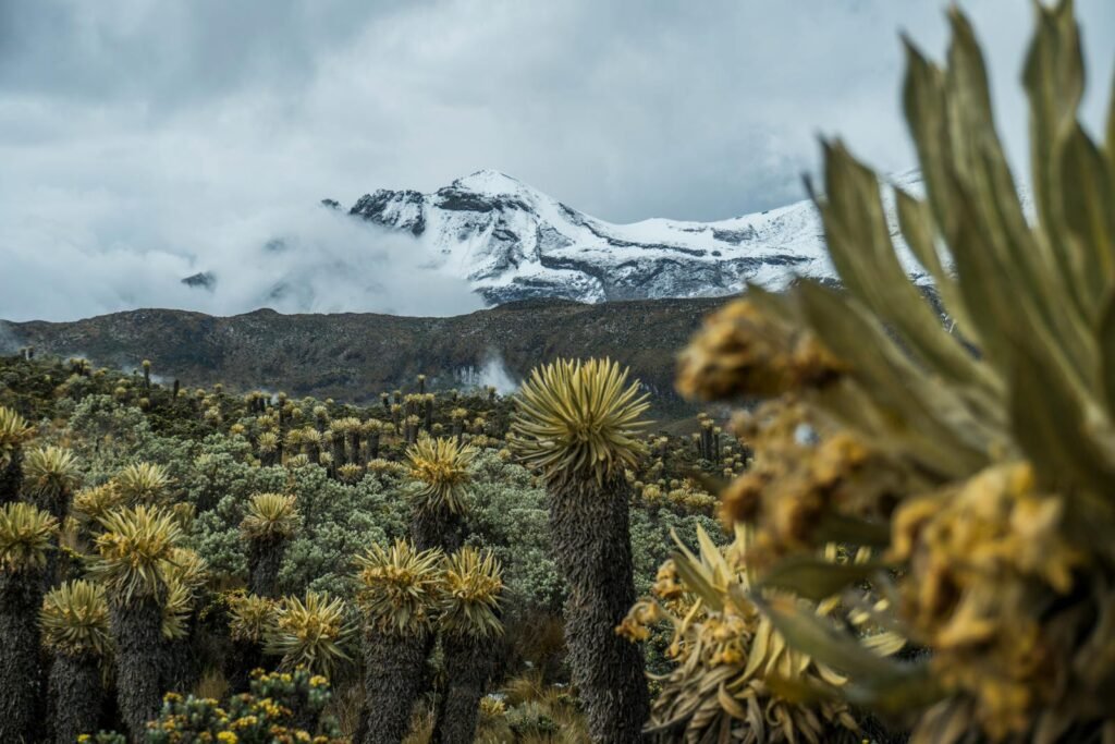 Explore a breathtaking mountain landscape featuring unique frailejones and snow-capped peaks.