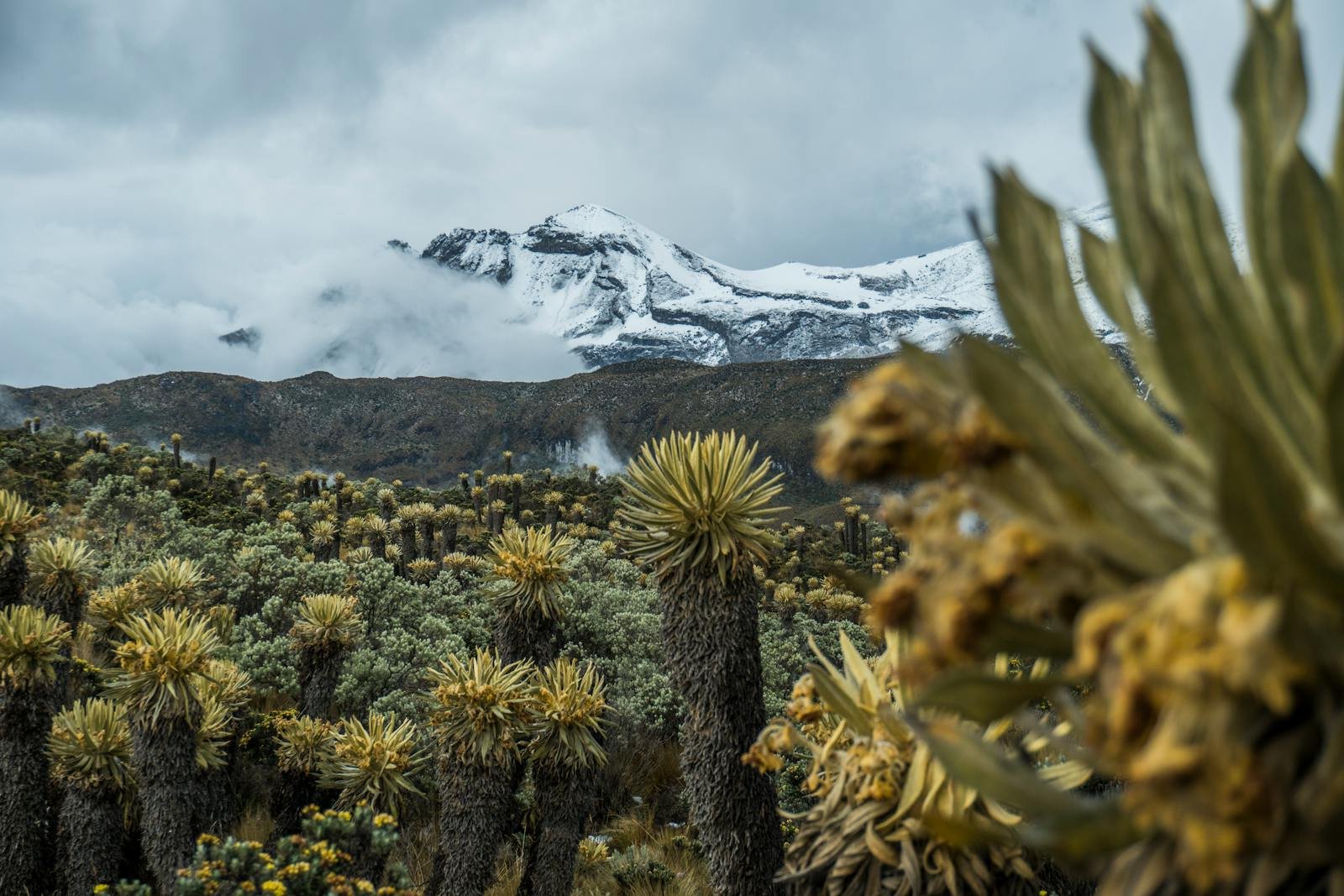 How High Altitude Plants Have Evolved to Breathe Thin Air