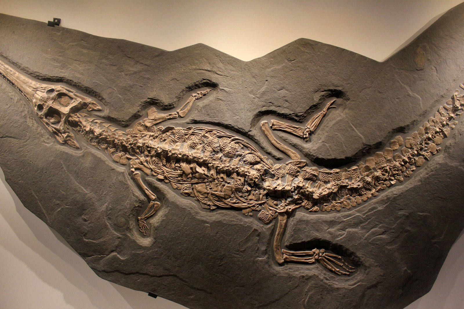 Colossal Crocodiles: Kings of the Prehistoric Rivers (image credits: wikimedia)