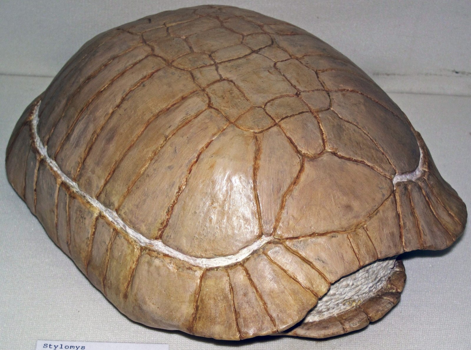 Ancient Turtles: Giants in the Swamps (image credits: wikimedia)