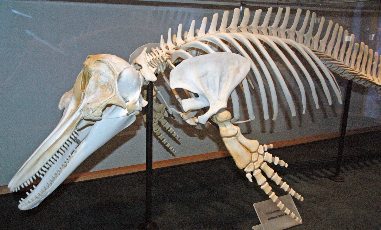 Fossil Dolphins: Echoes of an Inland Sea (image credits: wikimedia)