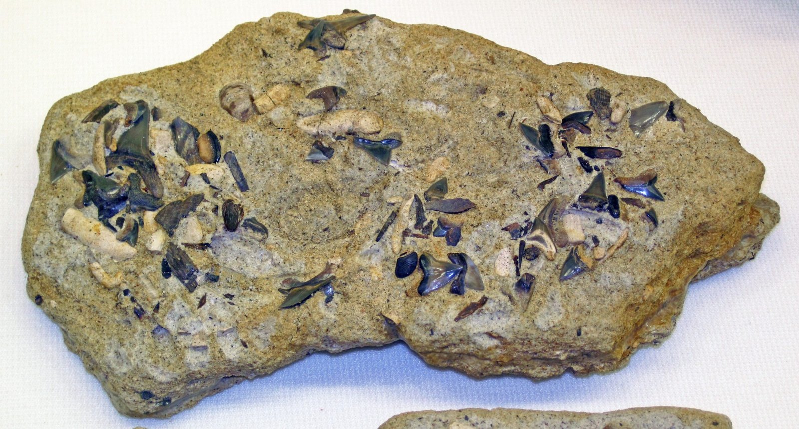 Marine Life: Shells, Sharks, and Surprises (image credits: wikimedia)