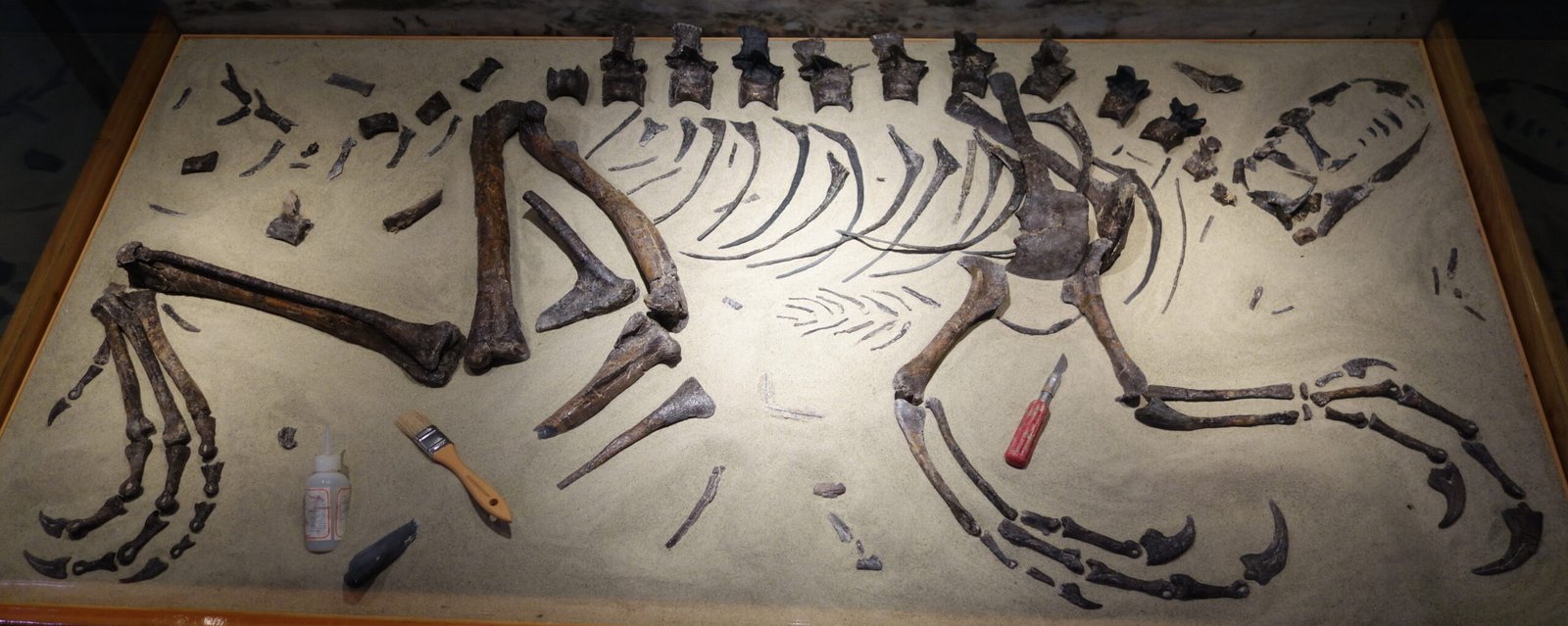 Climate Clues: What Fossils Reveal About Ancient Weather (image credits: wikimedia)