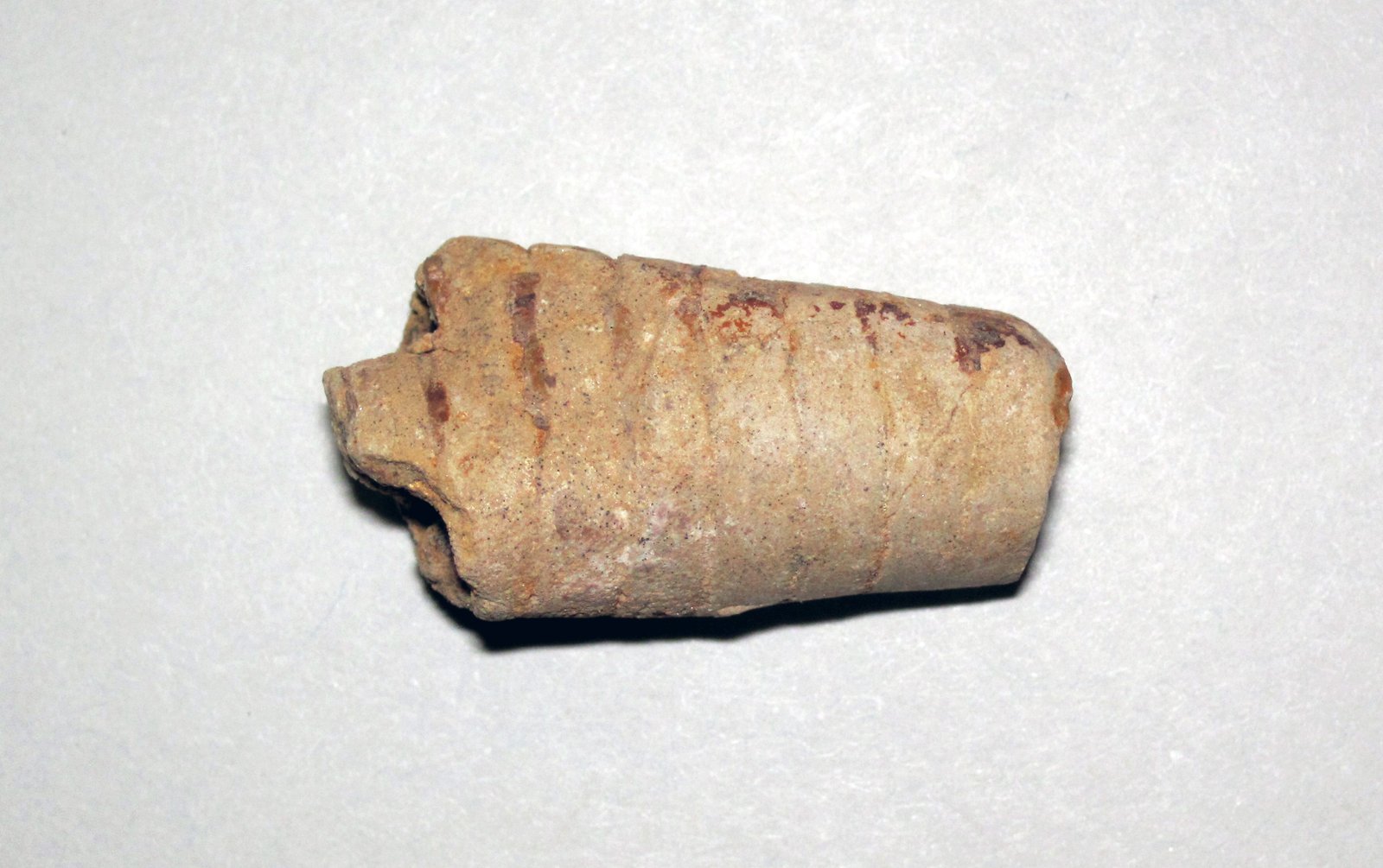 How Fossils Form: Nature’s Time Capsules (image credits: wikimedia)