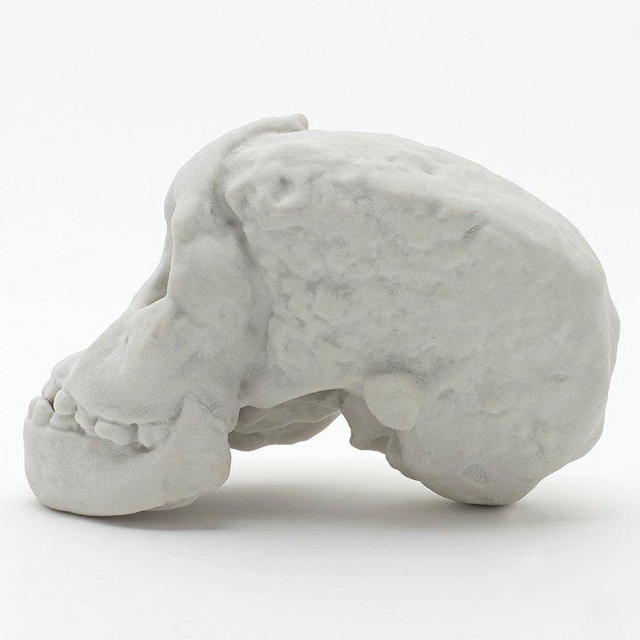 Discoveries That Changed Science: Fossils Making Headlines (image credits: wikimedia)