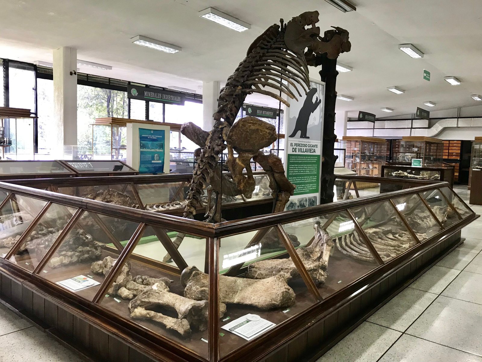 Why Bogotá’s Fossil Beds Matter Today (image credits: wikimedia)