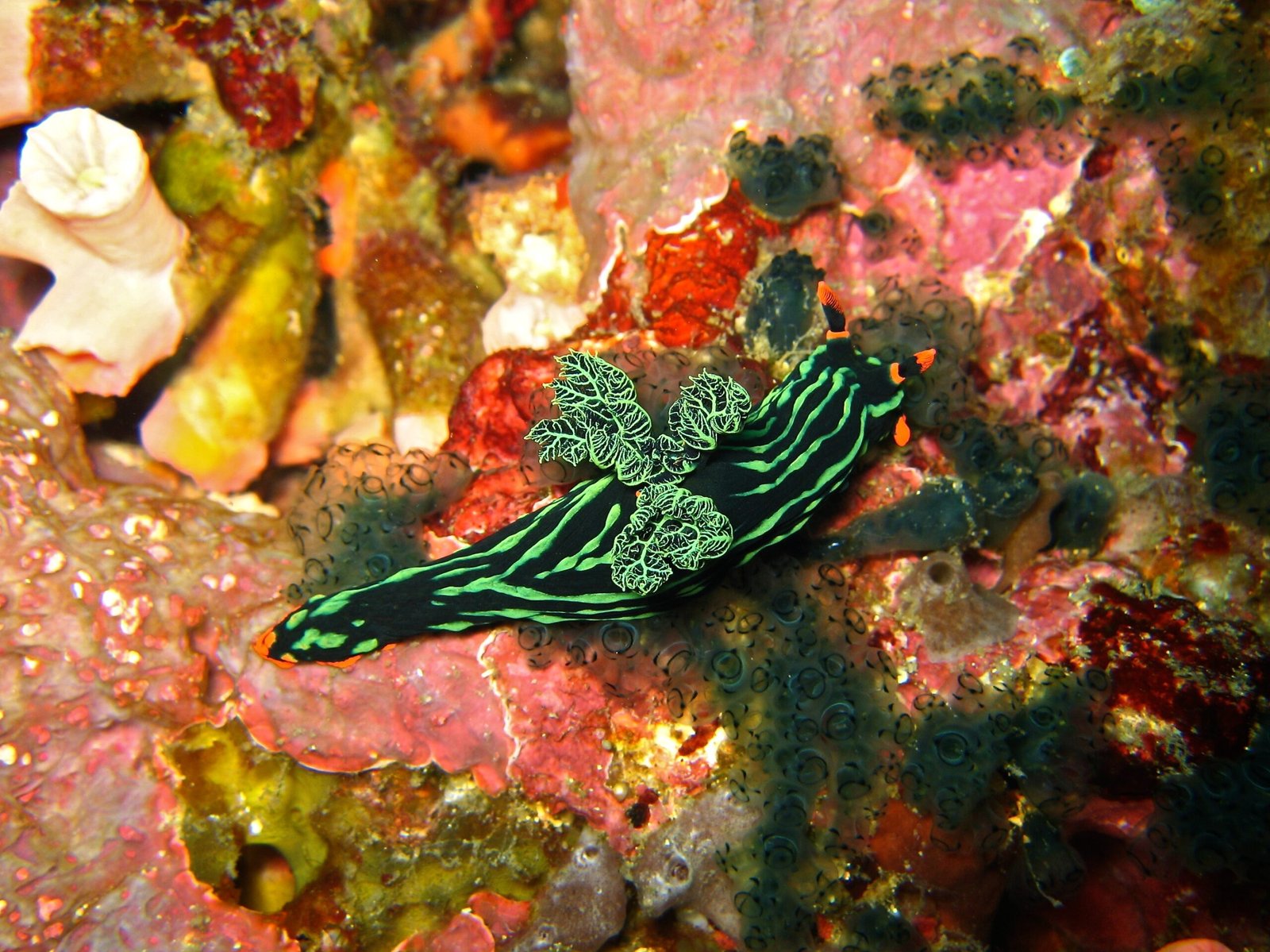 The Ocean’s Dazzling Masters of Disguise (image credits: wikimedia)