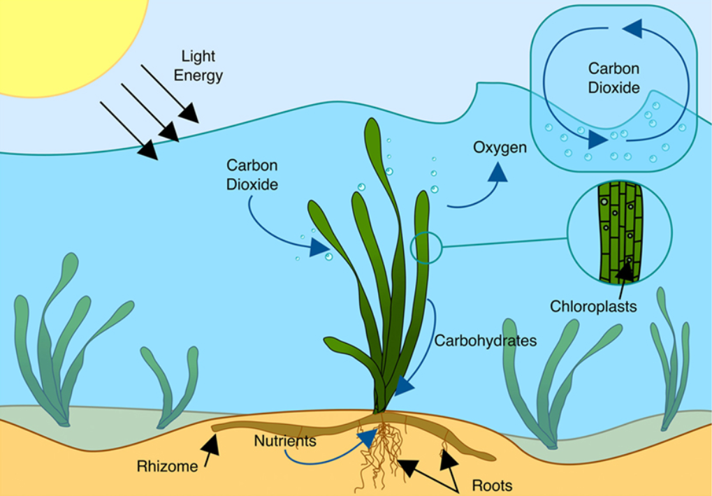What Are Chloroplasts, Anyway? (image credits: wikimedia)