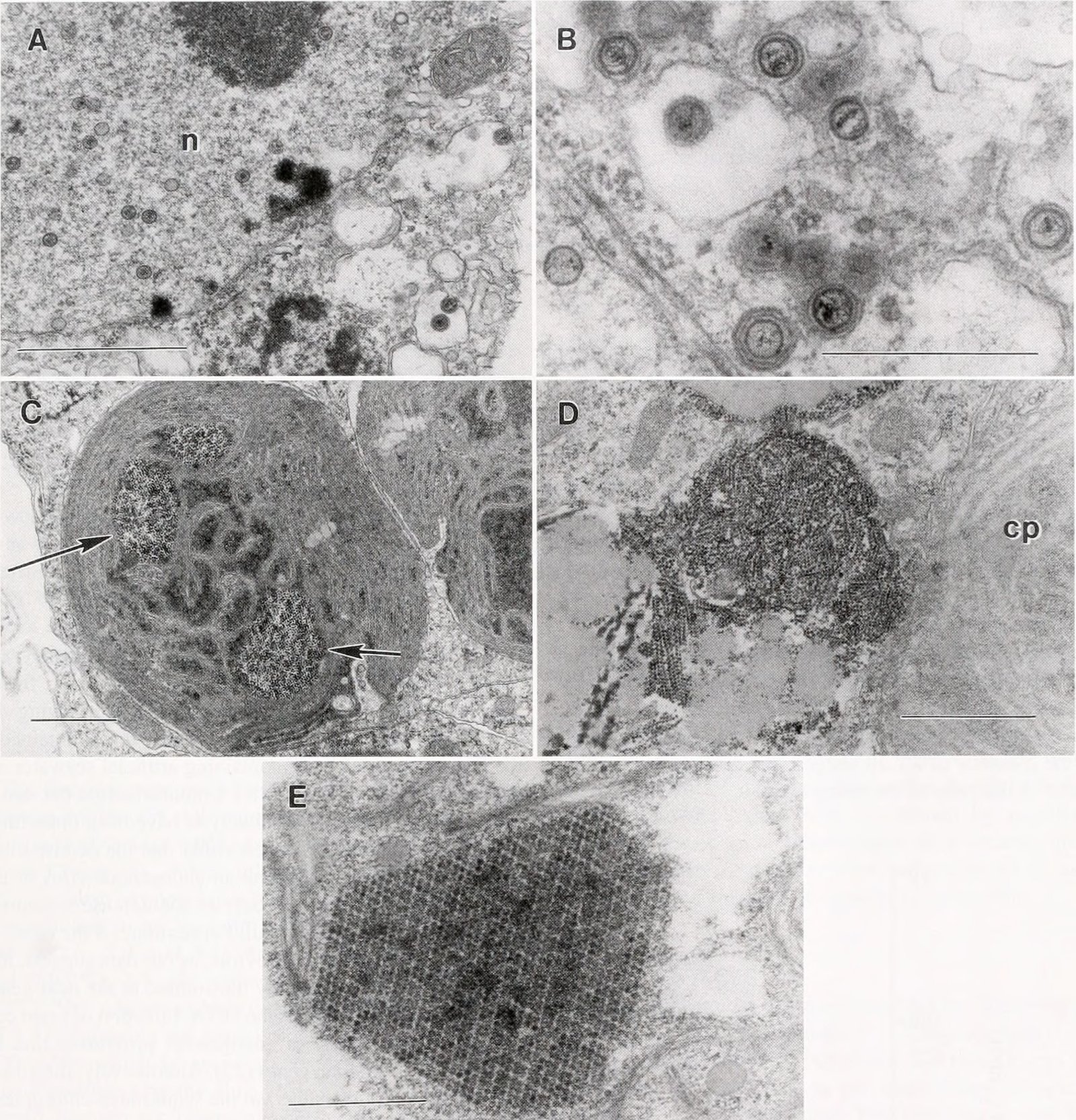 Kleptoplasty: The Art of Cellular Theft (image credits: wikimedia)