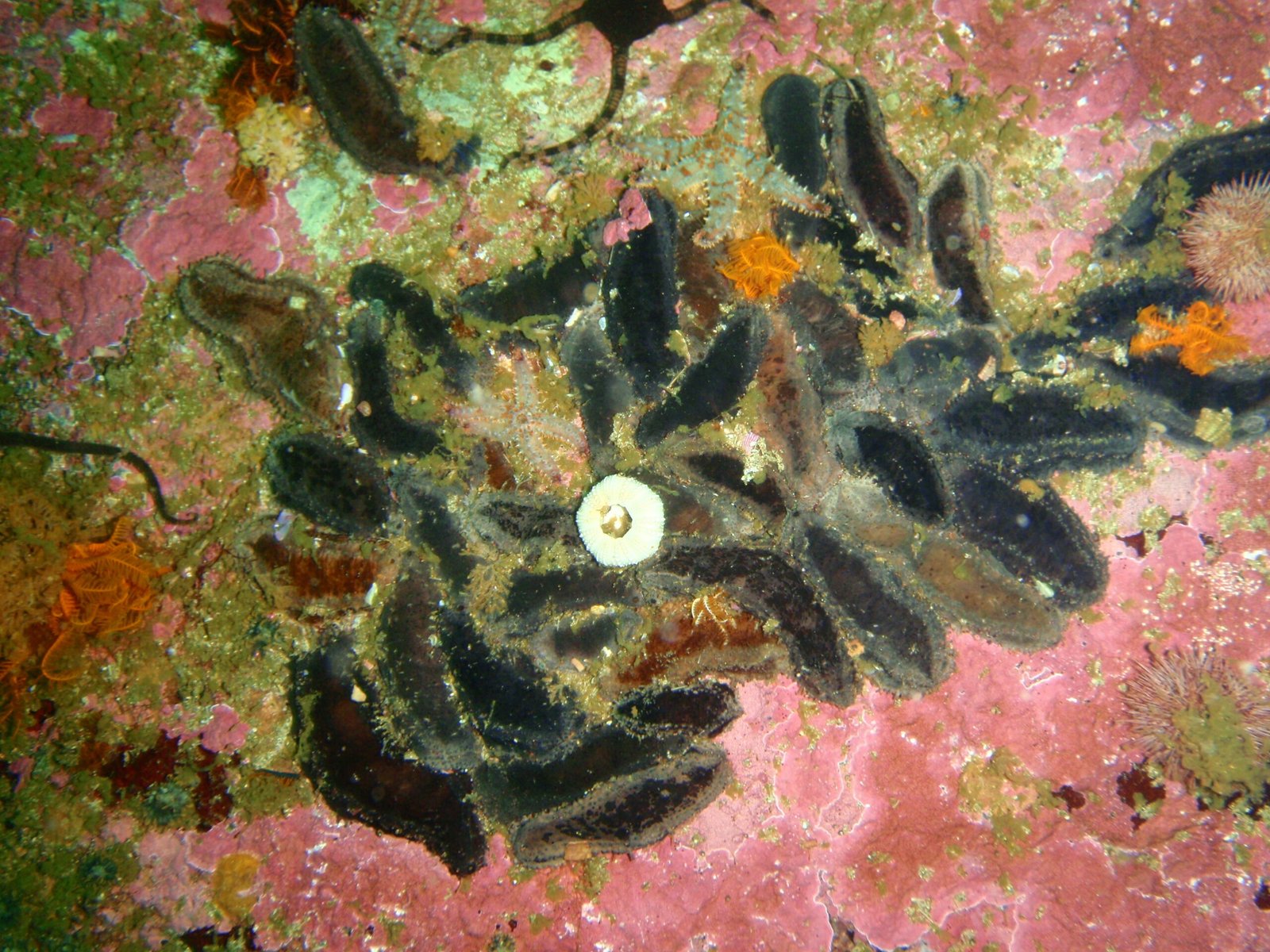 Gene Borrowing: Fact or Fiction? (image credits: wikimedia)