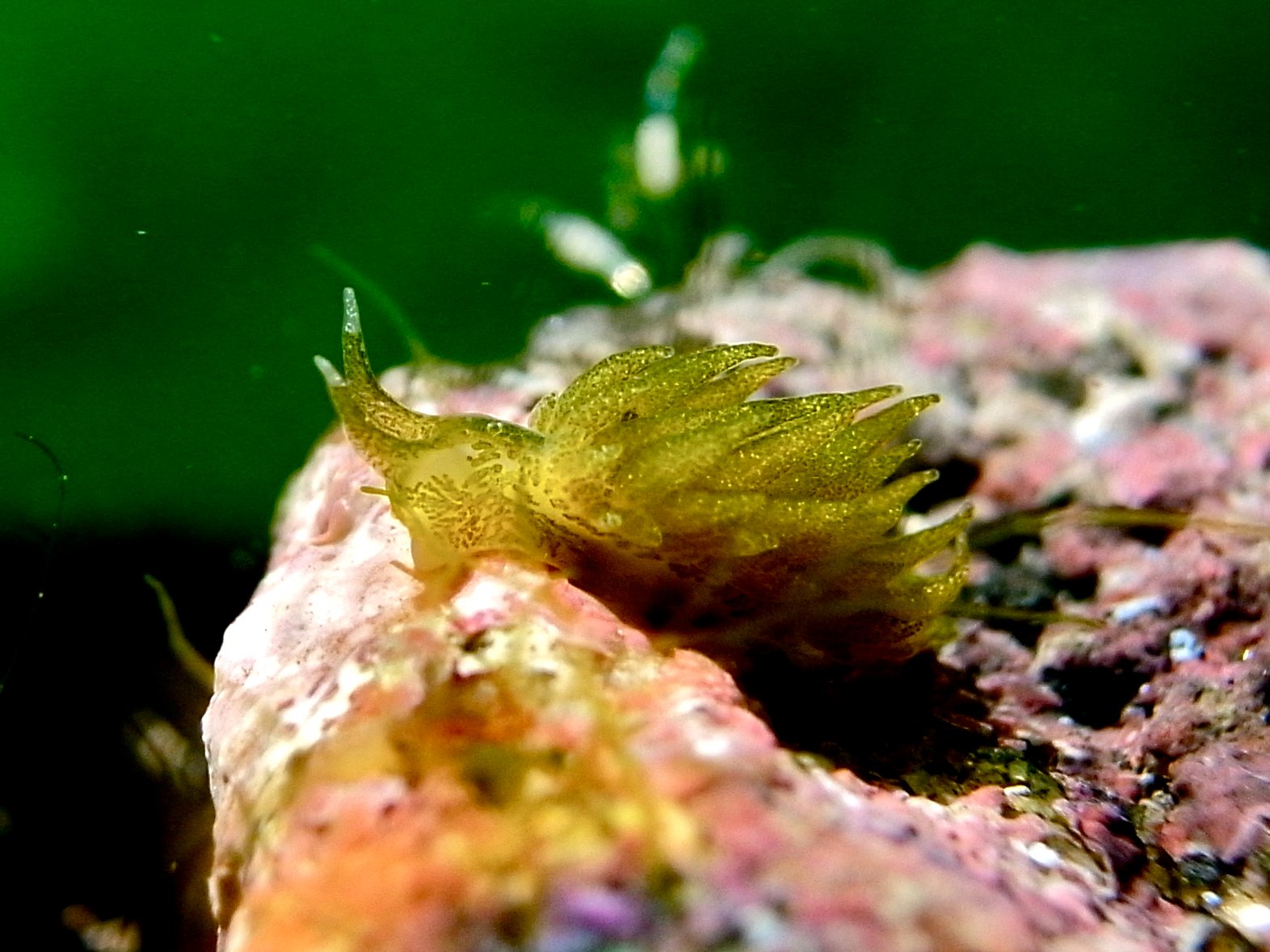 Living Solar Panels: How Slugs Use Sunlight (image credits: wikimedia)