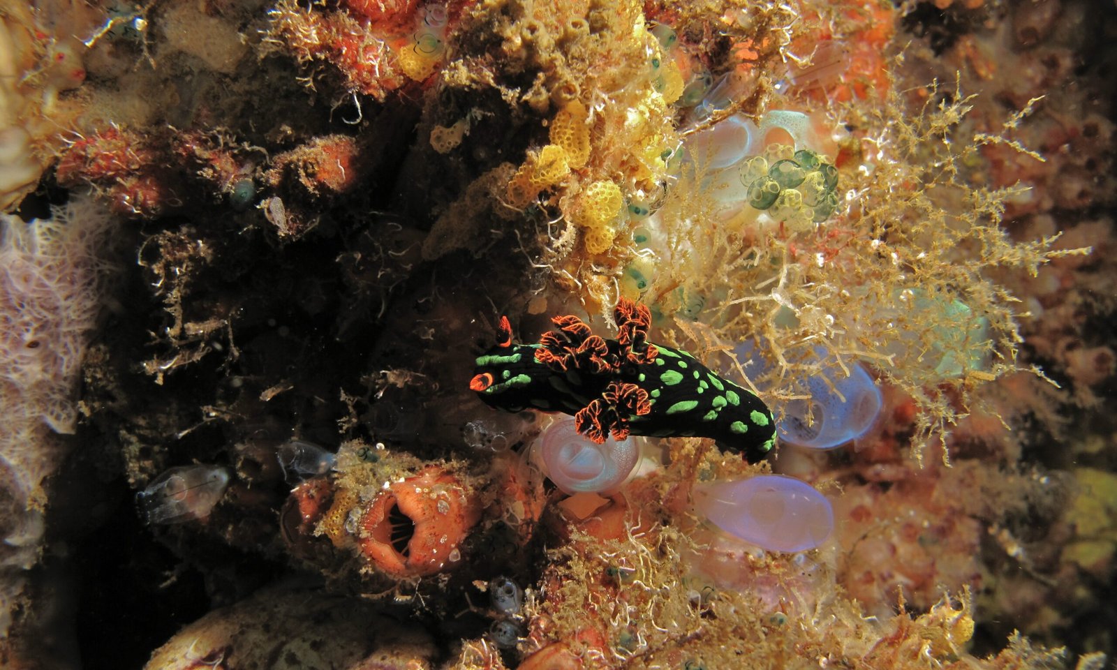 Adaptation and Survival in a Changing World (image credits: wikimedia)