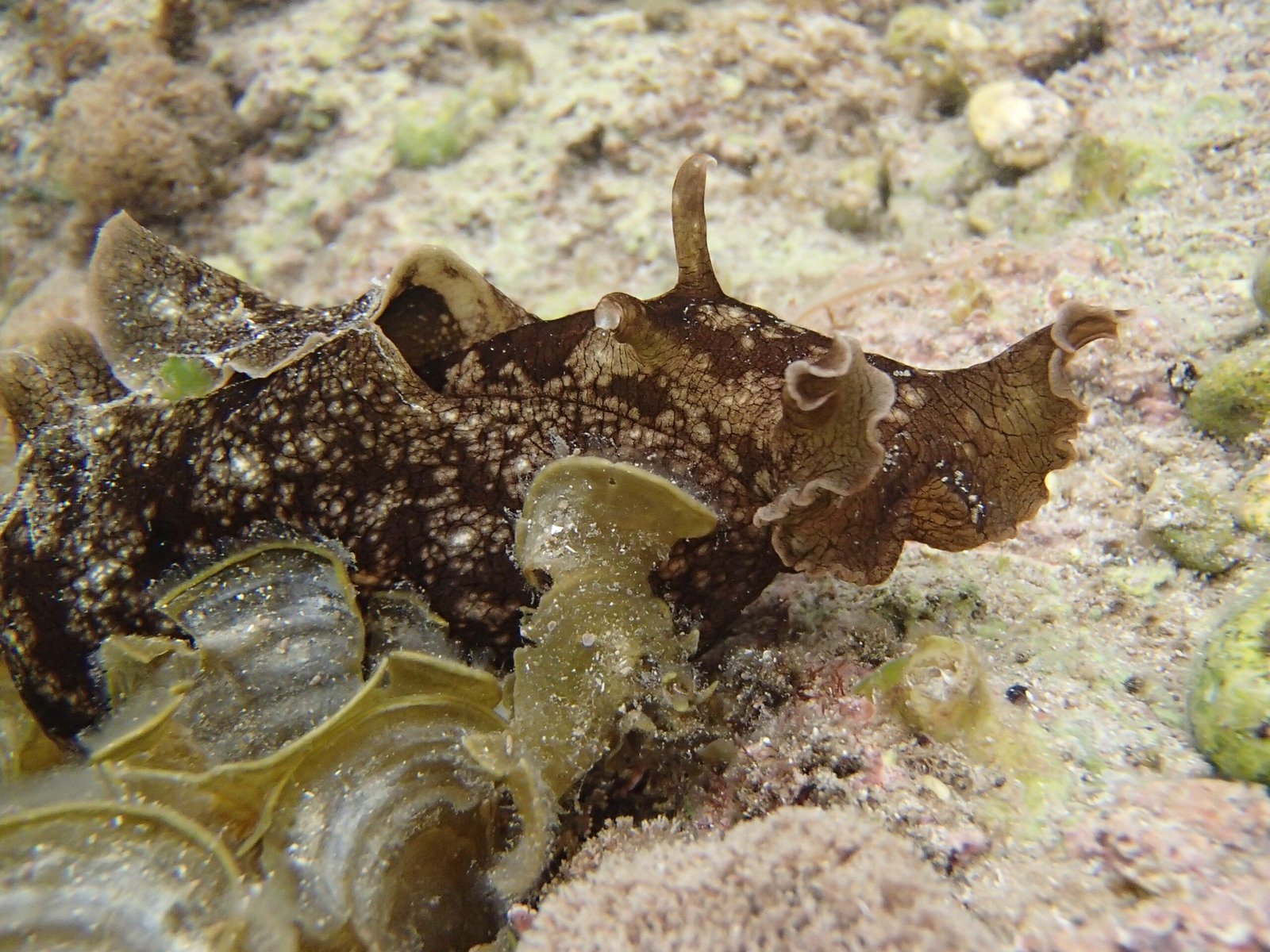 What Sea Slugs Teach Us About Boundaries (image credits: wikimedia)