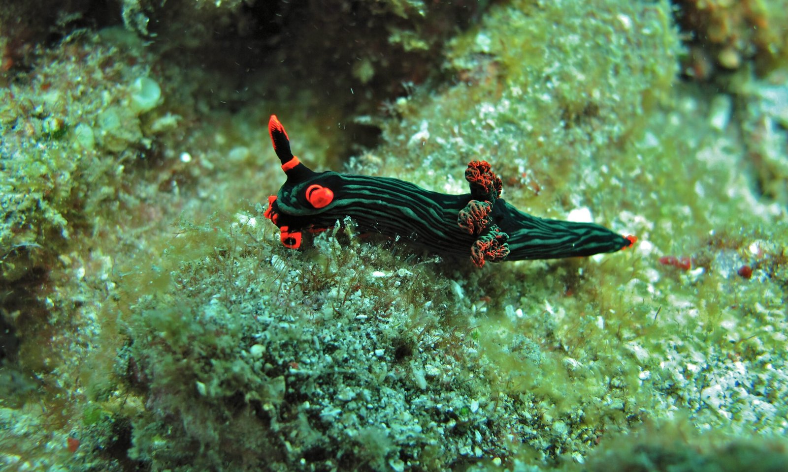 Why We Should Care About Sea Slugs (image credits: wikimedia)