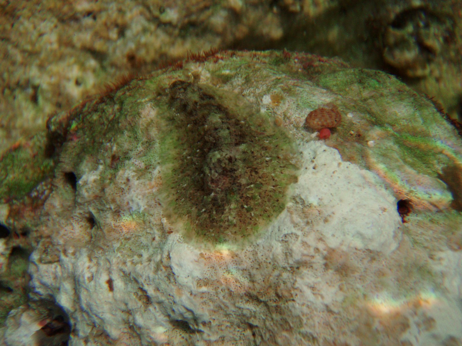 A World Full of Surprises (image credits: wikimedia)