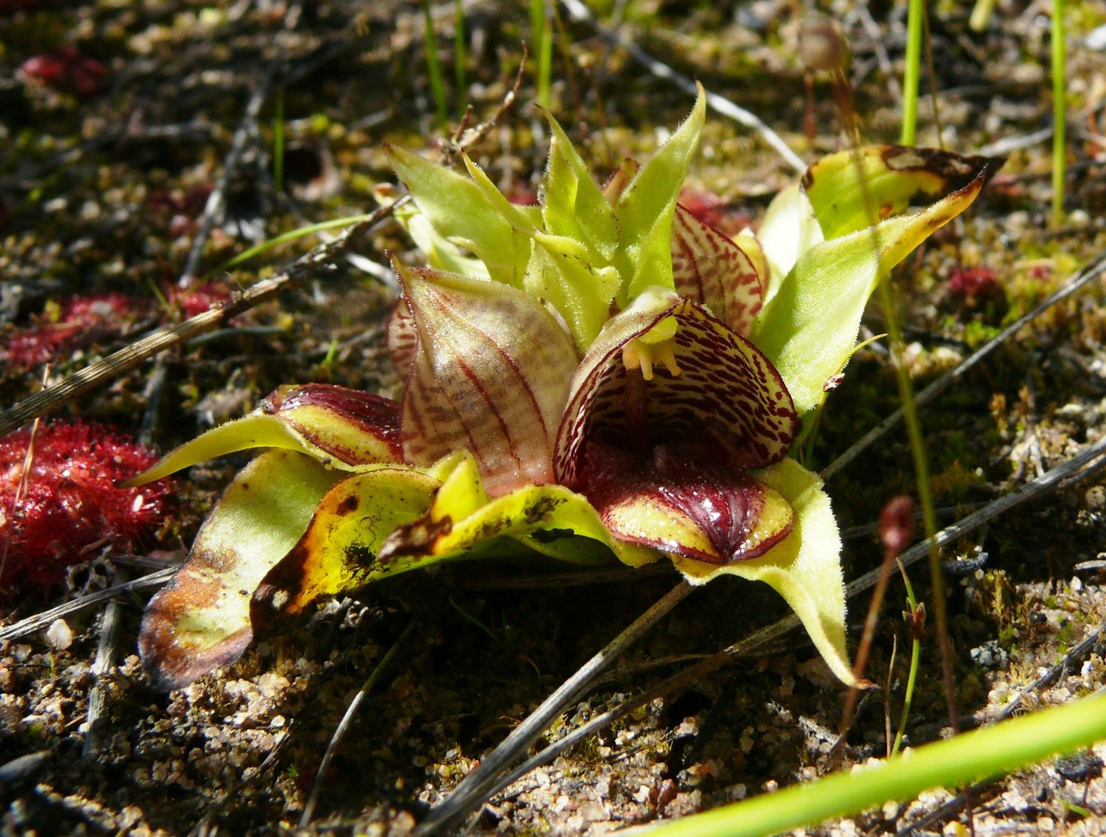 Why Smell Like Death? The Survival Strategy (image credits: wikimedia)