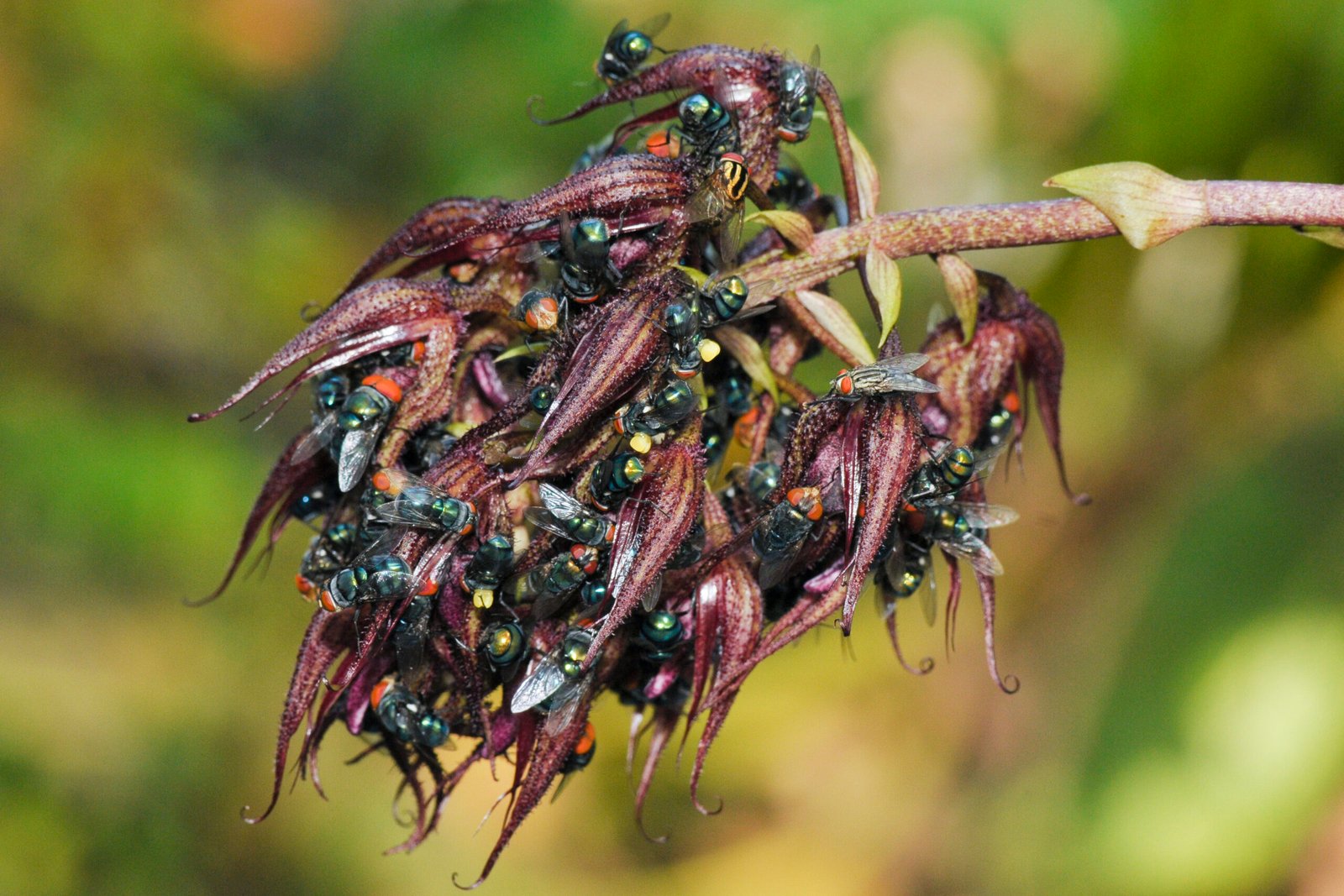 Pollinators with Peculiar Preferences (image credits: wikimedia)