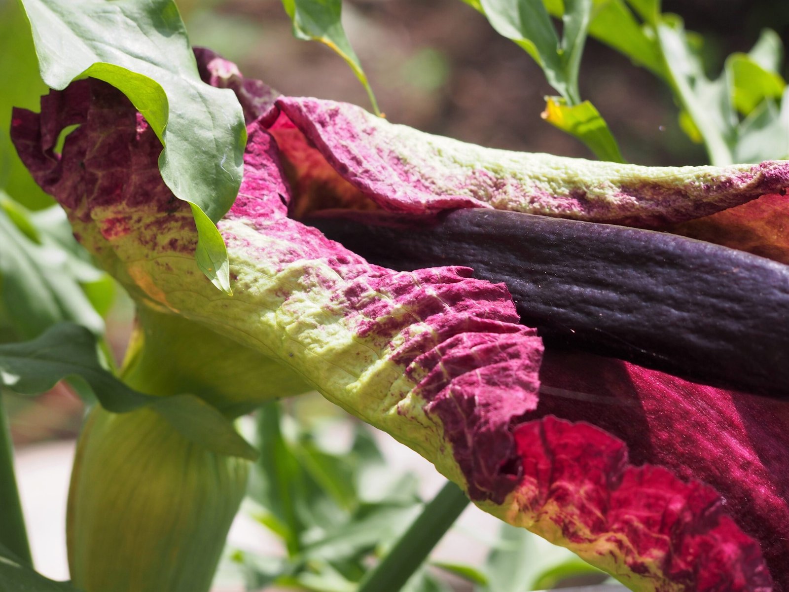 Heat: Turning Up the Scent Volume (image credits: wikimedia)