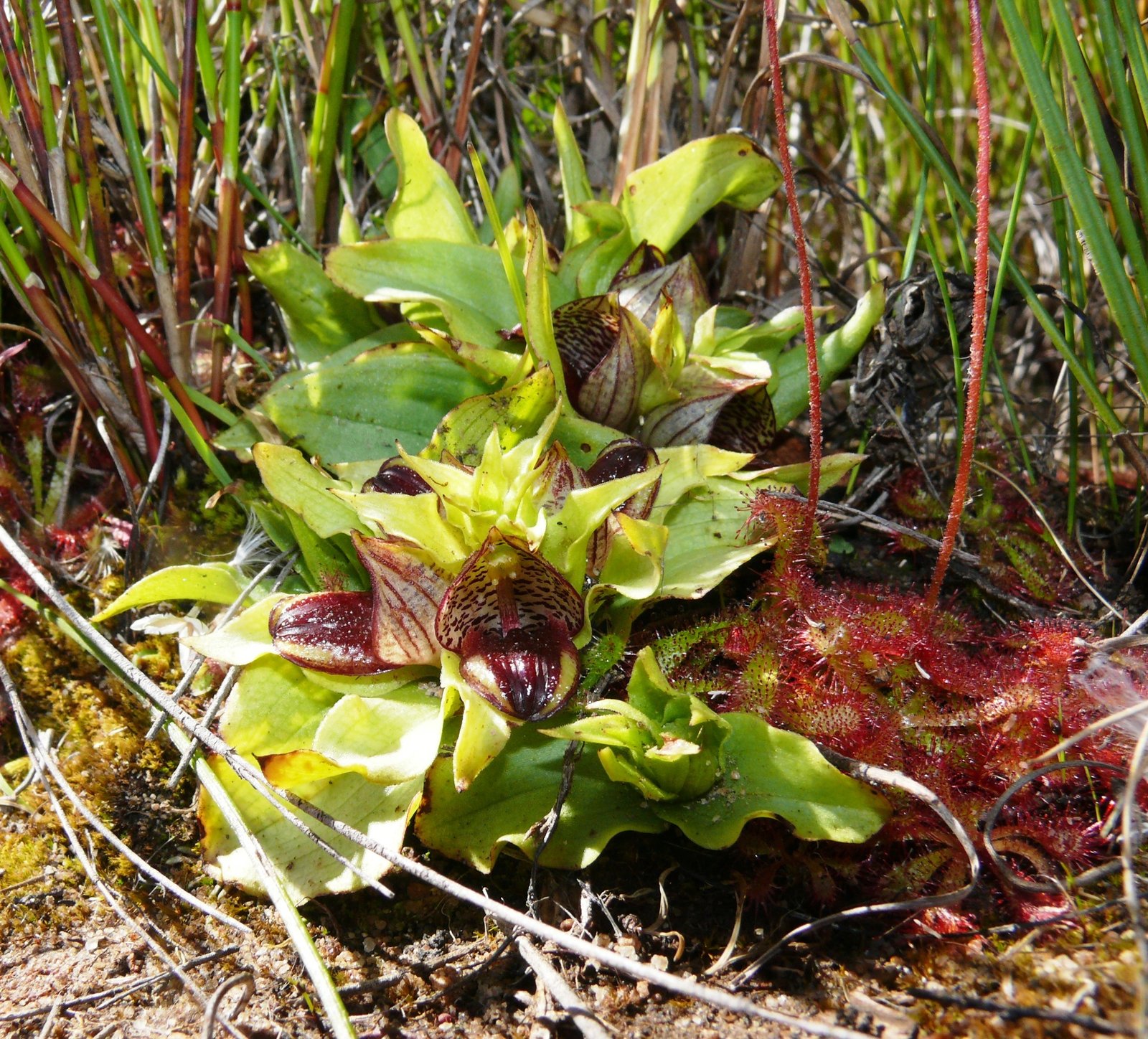 Deception: Nature’s Greatest Magic Trick (image credits: wikimedia)