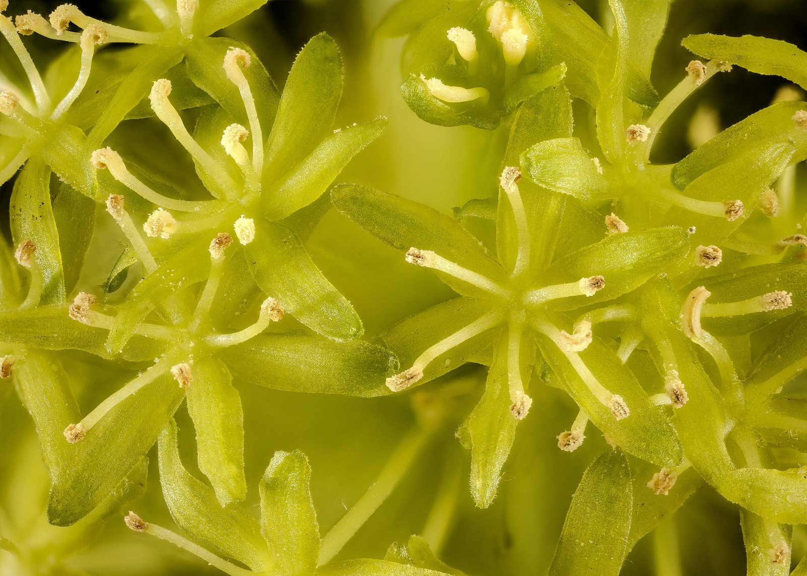 Pollination: A Risky Business (image credits: wikimedia)