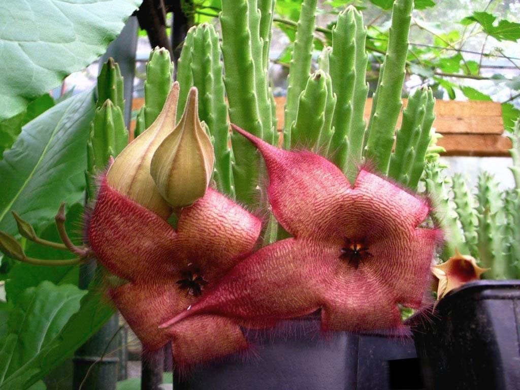 Stapelia: The Starfish Flower with a Stench (image credits: wikimedia)