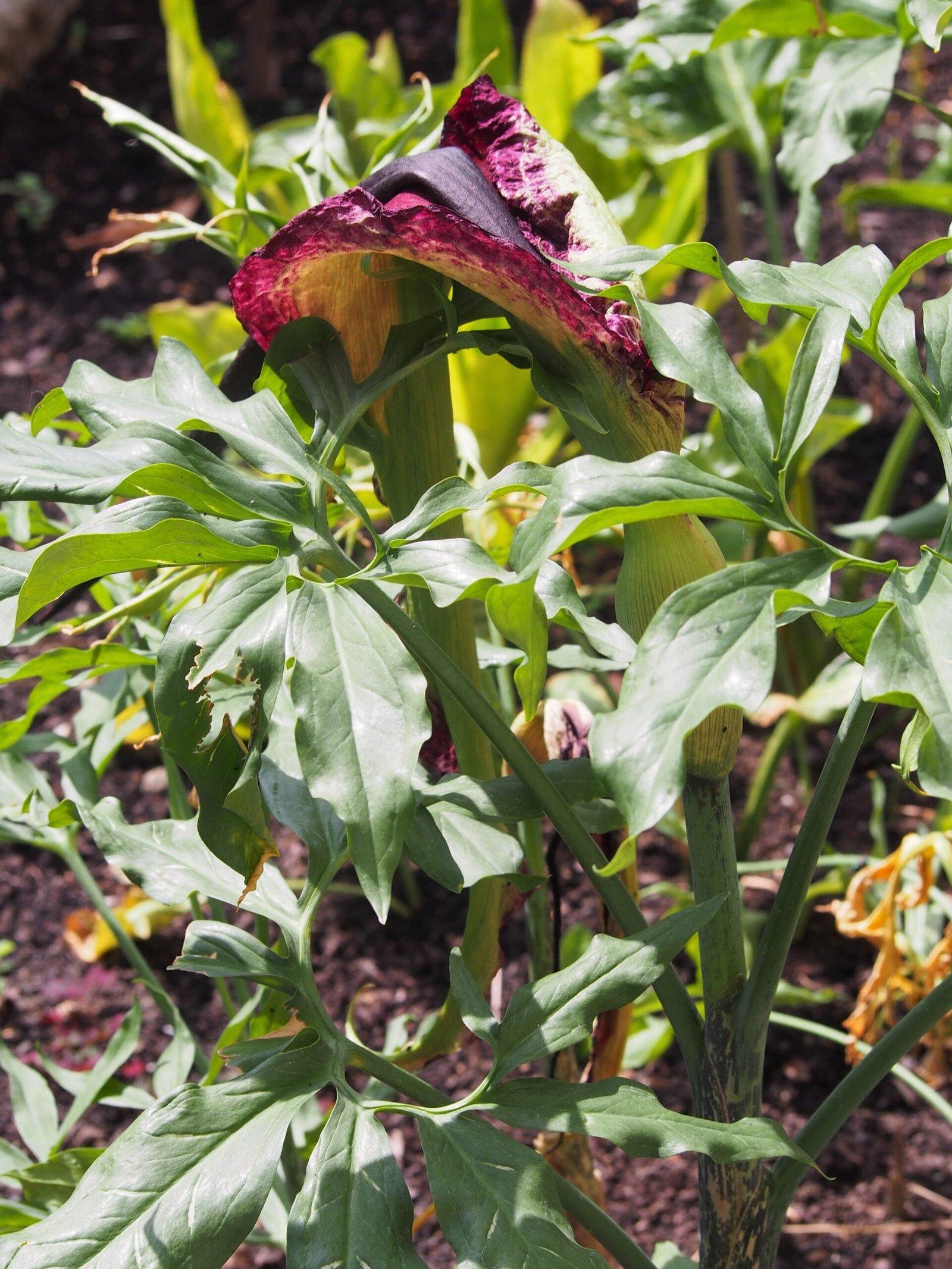 Voodoo Lily: The Drama Queen of Deathly Perfume (image credits: wikimedia)