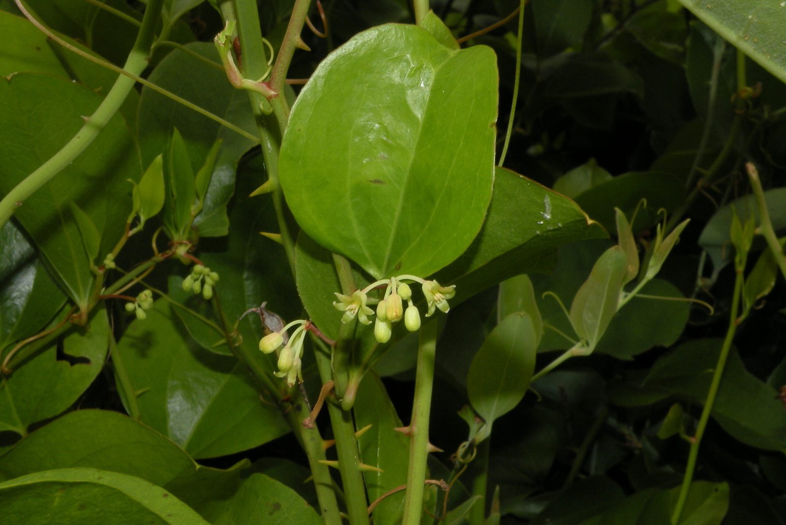 Conservation Concerns for Carrion Flowers (image credits: wikimedia)