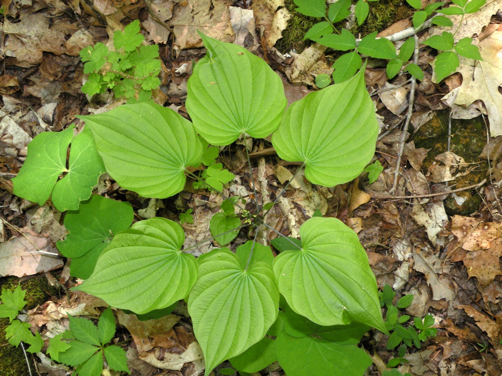 The Future of Foul-Smelling Flora (image credits: wikimedia)