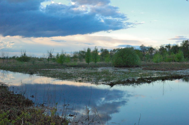 The Forgotten Meadows Beneath the Waves (image credits: wikimedia)