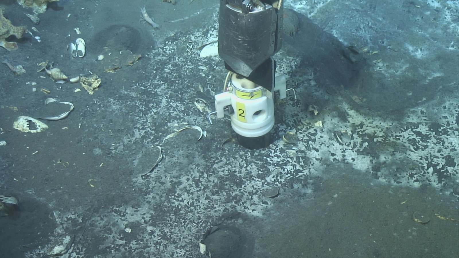 Underwater Time Capsules: Secrets in the Sediment (image credits: wikimedia)