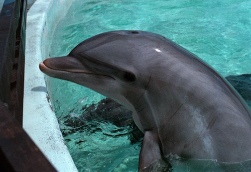 Dolphin Intelligence Compared to Other Animals (image credits: wikimedia)