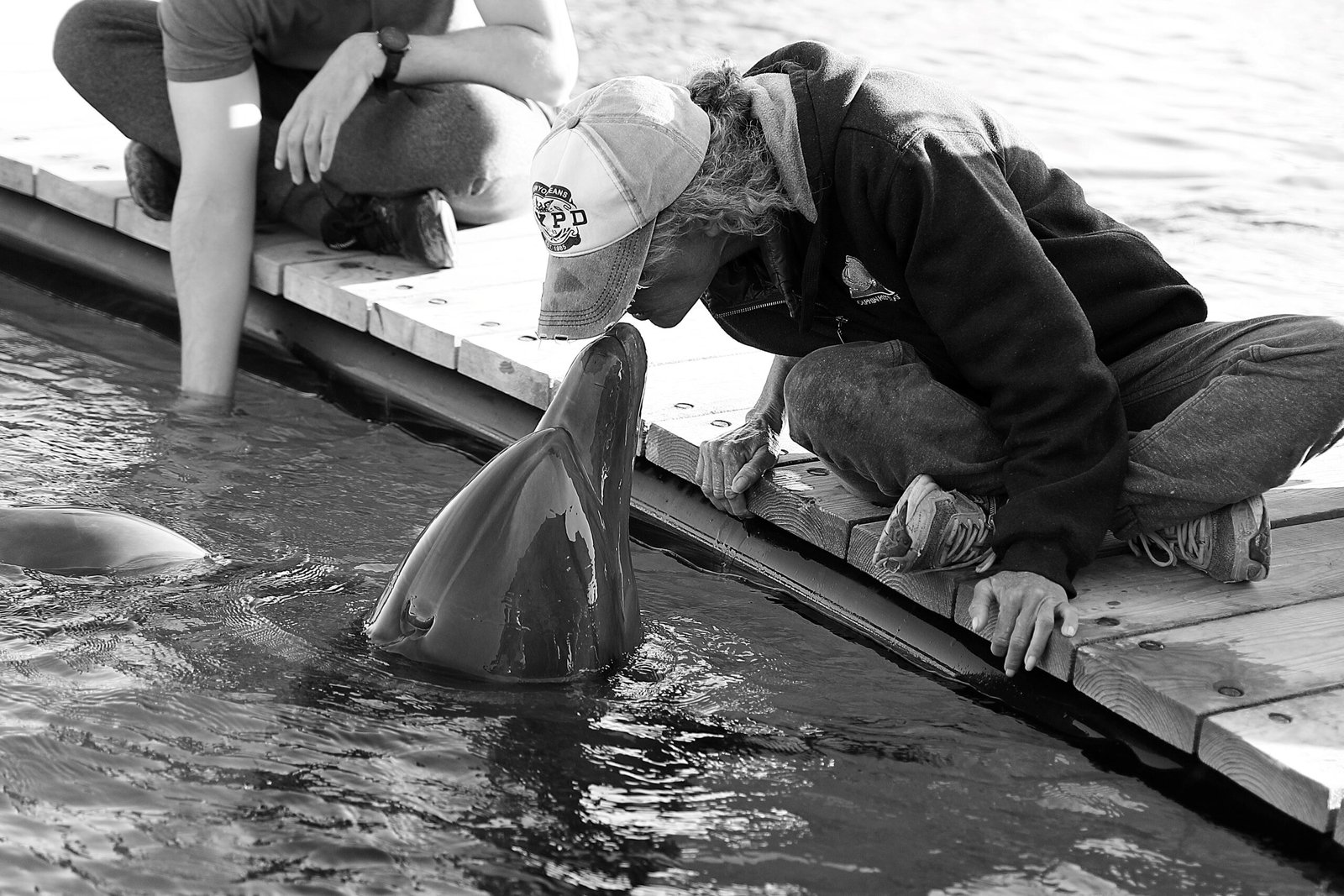 Human-Dolphin Collaboration (image credits: wikimedia)