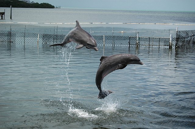 The Future of Dolphin Research (image credits: wikimedia)