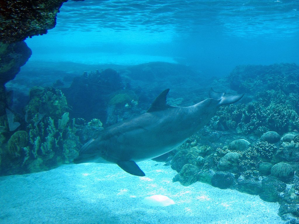 Why Dolphin Intelligence Matters to Us (image credits: wikimedia)