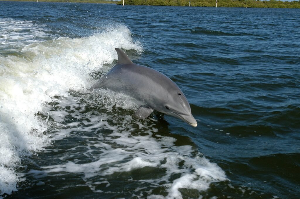 What the Science Says About Dolphin Intelligence — And Why That Matters