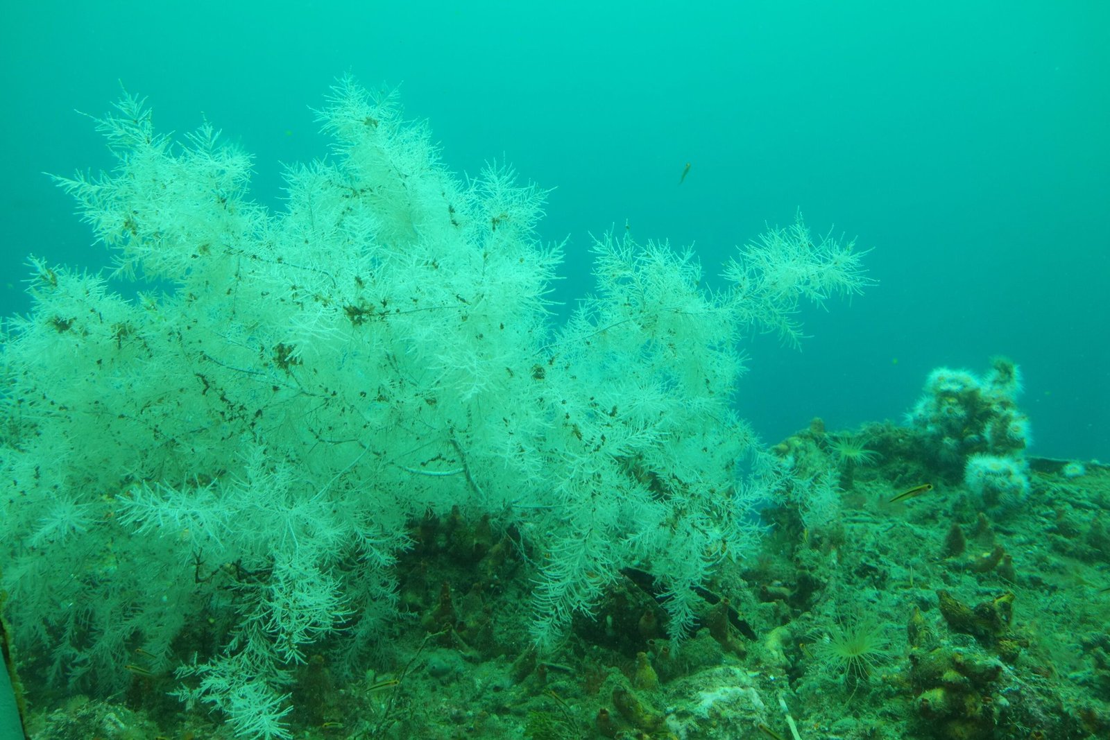 Revealing the Secrets of the Ocean (image credits: wikimedia)