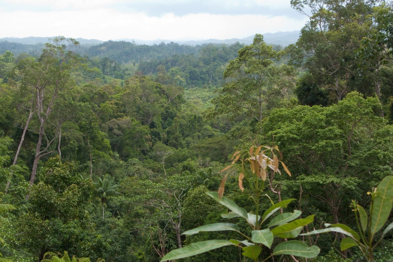 Case Study: The Borneo Rainforest (image credits: wikimedia)