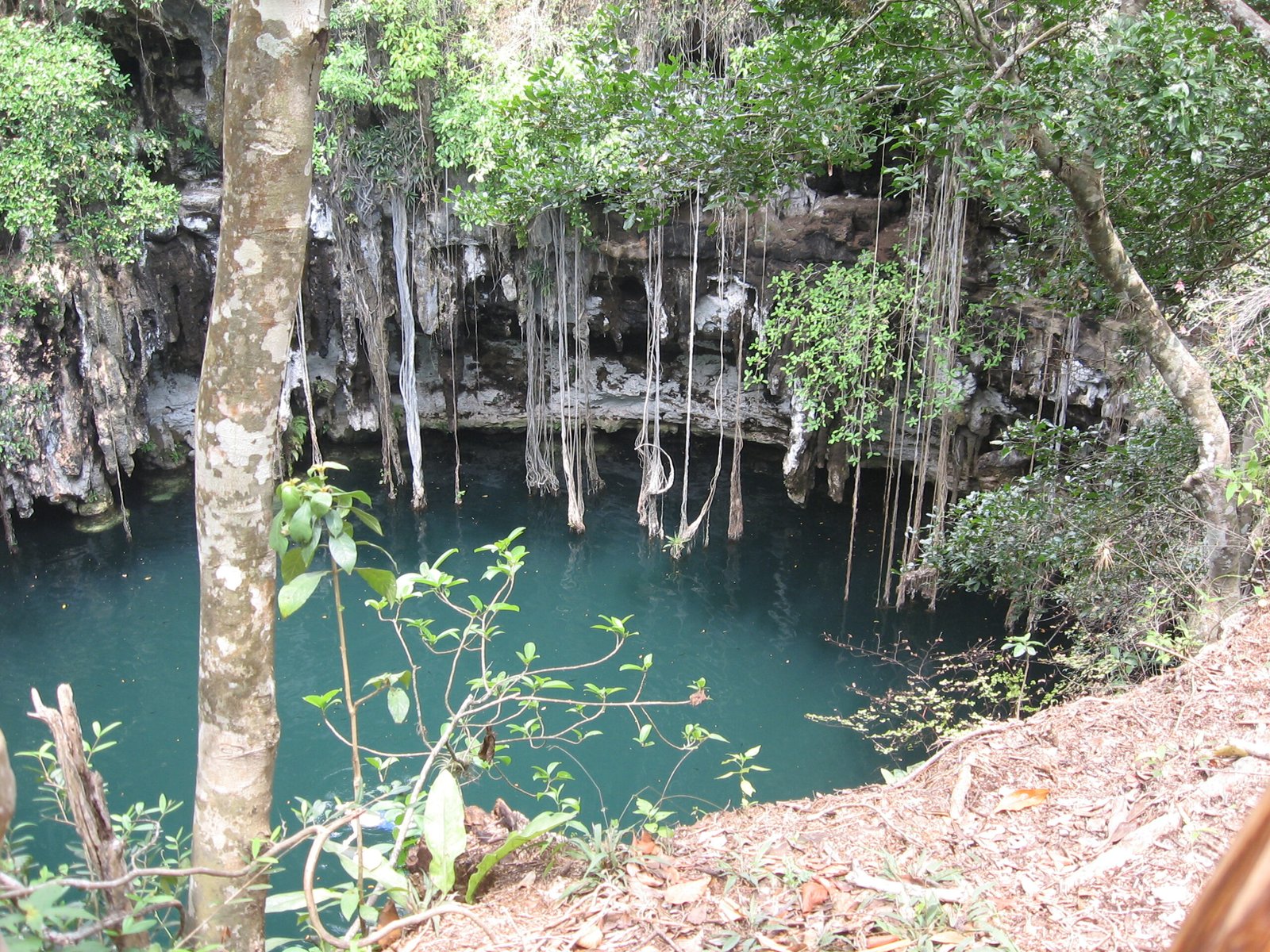 The Birth of Cenotes: Nature’s Sinkholes (image credits: wikimedia)