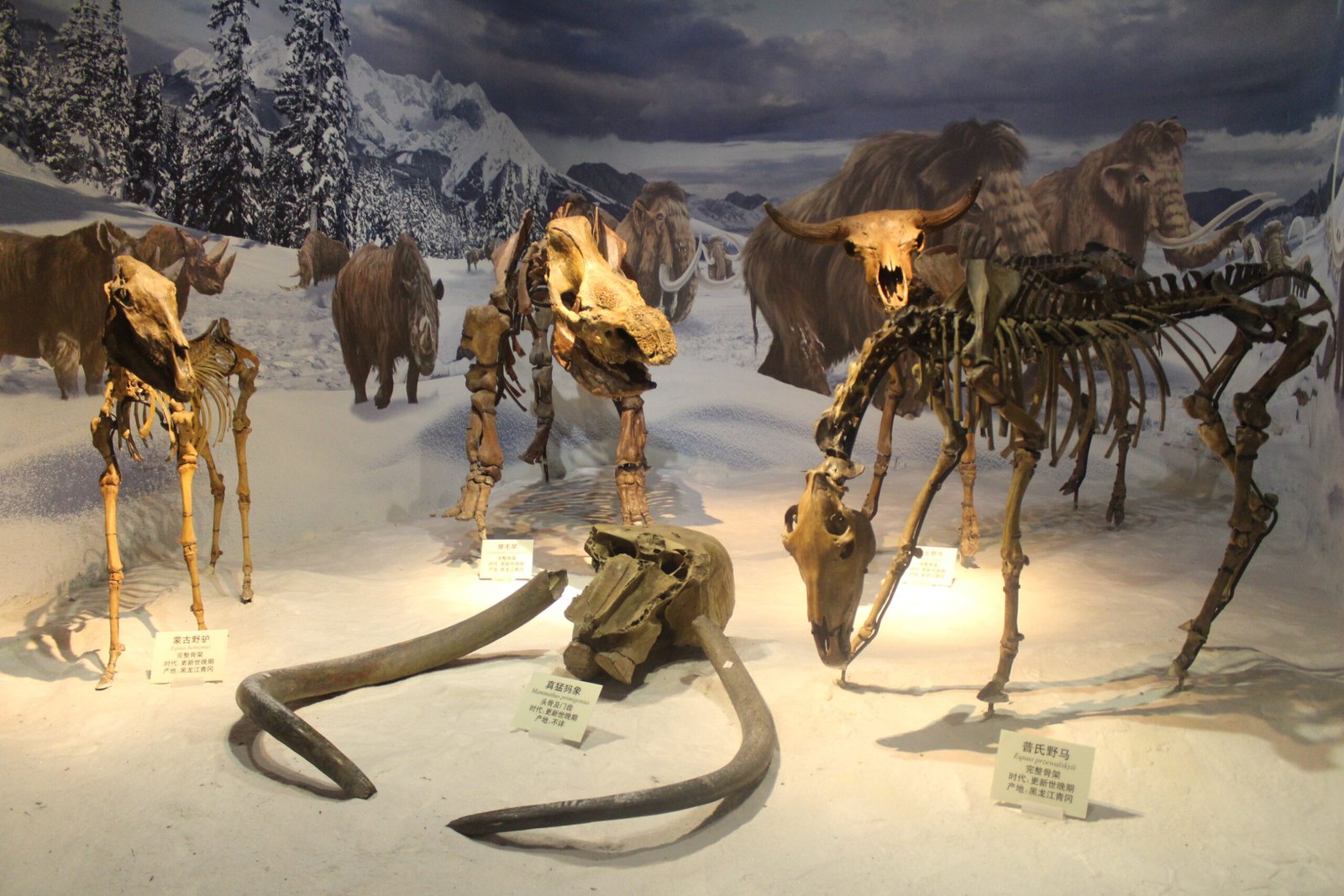 Ice Age Giants: Bones Frozen in Time (image credits: wikimedia)