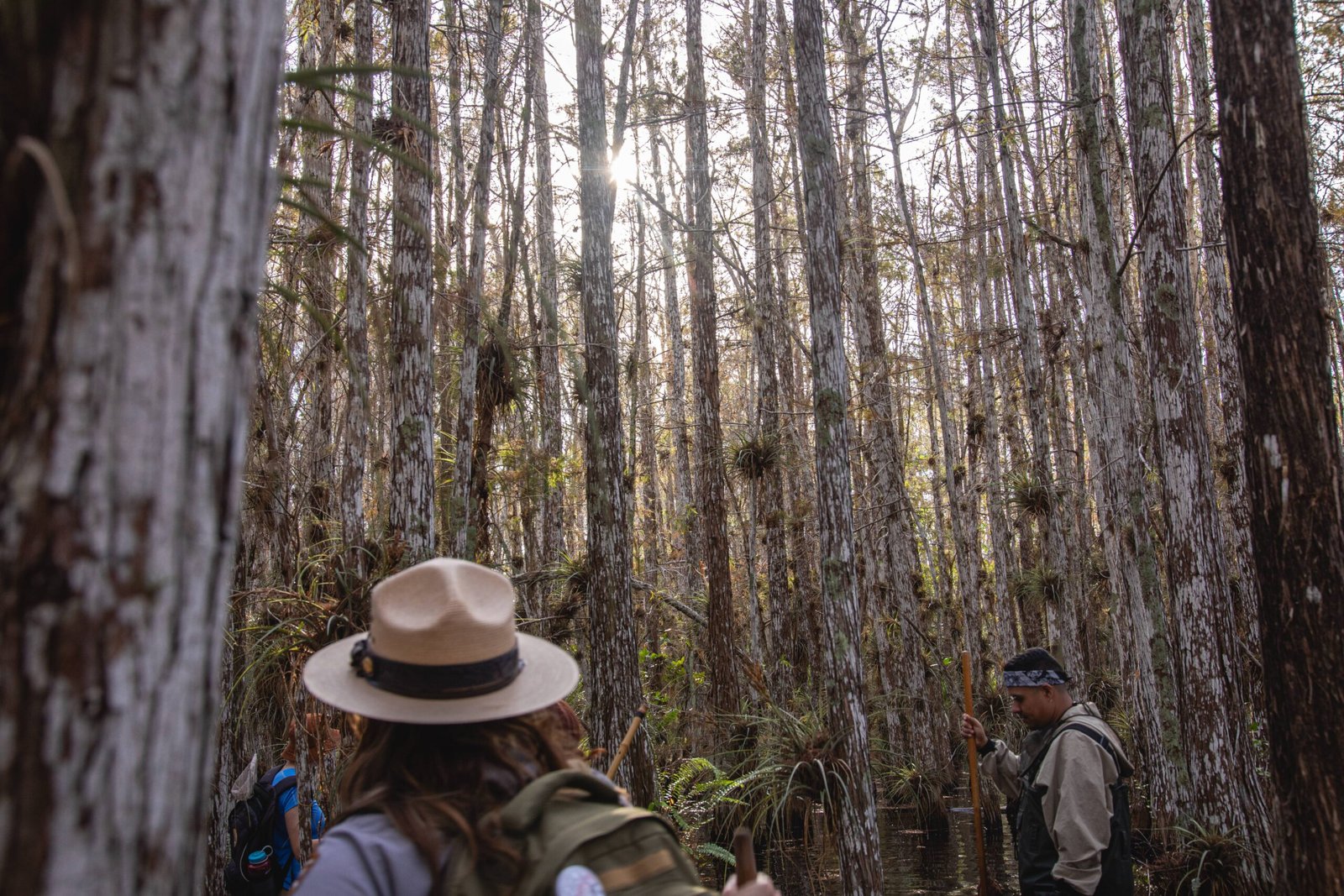 What Makes Amazon Timber So Special? (image credits: wikimedia)